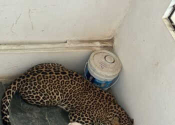 ಮನೆಯೊಂದರಲ್ಲಿ ಪ್ರತ್ಯಕ್ಷವಾದ ಚಿರತೆ: ಜನರಲ್ಲಿ ಮನೆ ಮಾಡಿದ ಆತಂಕ