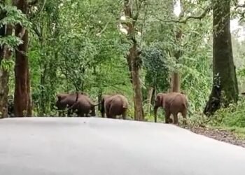ಕಾಫಿನಾಡಿನಲ್ಲಿ ಕಾಡಾನೆಗಳ ಹಾವಳಿ | ಗ್ರಾಮಸ್ಥರ ಆಕ್ರೋಶ