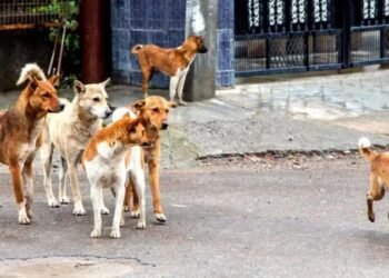 ಬೀದಿ ನಾಯಿಗಳಿಗೆ ಬಾಡೂಟ ಟೆಂಡರ್: ತೆರಿಗೆದಾರರು ಗರಂ