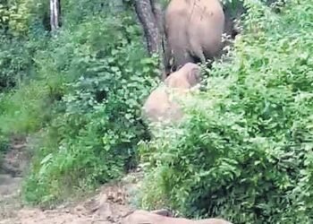 ಕೊಡಗು : ಕಾಡಾನೆಗಳ ಉಪಟಳ | ಸ್ಥಳೀಯರಲ್ಲಿ ಆತಂಕ