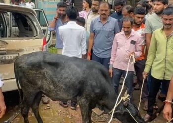 ನಕಲಿ ನಂಬರ್ ಪ್ಲೇಟ್ ಬಳಸಿ ಅಕ್ರಮ ಗೋಸಾಗಾಟ | ಓರ್ವನ ಬಂಧನ