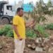 ಸಾಲುಮರದ ತಿಮ್ಮಕ್ಕ ನೆಟ್ಟಿದ್ದ ಗಿಡಗಳ ಧ್ವಂಸ | ಅಧಿಕಾರಿಗಳ ವಿರುದ್ಧ ಕ್ರಮಕ್ಕೆ ಆಗ್ರಹ