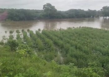 ತುಂಬಿ ತುಳಕಿದ ಜಲಾಶಯ: ಅಪಾರ ಪ್ರಮಾಣದ ಬೆಳೆ ಹಾನಿ