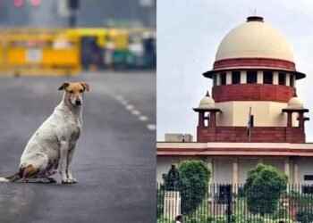 ಬೀದಿನಾಯಿಗಳ ಕುರಿತ ವಿವಾದಿತ ಆದೇಶ ಮಾರ್ಪಡಿಸಿದ ಸುಪ್ರೀಂಕೋರ್ಟ್: ಲಸಿಕೆ ಹಾಕಿ, ಅದೇ ಜಾಗಕ್ಕೆ ತಂದು ಬಿಡಿ ಎಂದು ನಿರ್ದೇಶನ