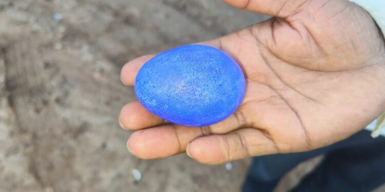 ನೀಲಿ ಮೊಟ್ಟೆ ಇಟ್ಟ ನಾಟಿ ಕೋಳಿ !