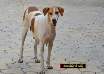 ಕೋರ್ಟ್ ಆವರಣಕ್ಕೆ ನುಗ್ಗಿ ಮಹಿಳೆಯ ಮೇಲೆ ದಾಳಿ ಮಾಡಿದ .