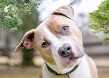 ನೆರೆಮನೆಯವರನ್ನು ಅಣಕಿಸಲು ನಾಯಿಗೆ ‘ಶರ್ಮಾಜಿ’ ಎಂದು ಹೆಸರಿಟ್ಟ ವ್ಯಕ್ತಿ!