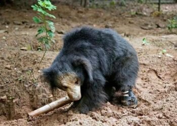 ಬನ್ನೇರುಘಟ್ಟ ಜೈವಿಕ ಉದ್ಯಾನವನ| ವಿಶ್ವದಲ್ಲೇ ಮೊದಲ ಬಾರಿಗೆ ಕರಡಿಗೆ ಶಾಶ್ವತ ಕಾಲು: ಯಶಸ್ವಿ ಜೋಡಣೆ