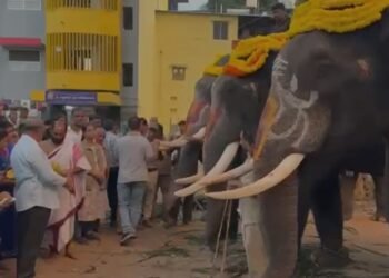 ದಸರಾ ಸಂಭ್ರಮ| ಶಿವಮೊಗ್ಗದಲ್ಲಿ ಜಂಬೂಸವಾರಿಗೆ ಗಜಪಡೆಯ ತಾಲೀಮು