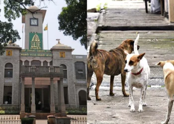 ಬೀದಿ ನಾಯಿಗಳಿಗೆ ಬಾಡೂಟ ಭಾಗ್ಯ| ತಾತ್ಕಾಲಿಕವಾಗಿ ಬ್ರೇಕ್ ಹಾಕಿದ ನಗರಪಾಲಿಕೆ