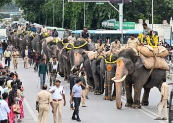ಮೈಸೂರು ದಸರಾ | ಜಂಬೂ ಸವಾರಿಗೆ ಆನೆಗಳ ತಾಲೀಮು ಶುರು !