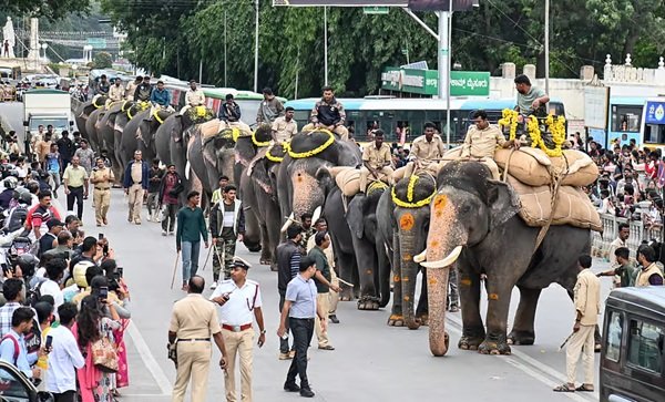 ಮೈಸೂರು ದಸರಾ | ಜಂಬೂ ಸವಾರಿಗೆ ಆನೆಗಳ ತಾಲೀಮು ಶುರು !