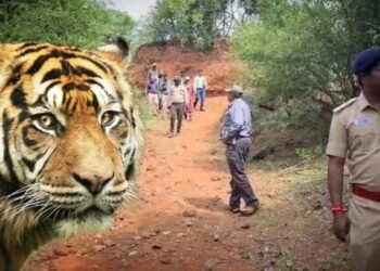 ಮಲೆ ಮಹದೇಶ್ವರ ಬೆಟ್ಟದಲ್ಲಿ ಹುಲಿ ಹತ್ಯೆ ಕೇಸ್ – ಇಬ್ಬರು ಶಂಕಿತರು ವಶಕ್ಕೆ!