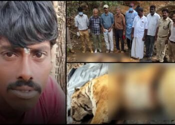 ಹುಲಿ ಹತ್ಯೆಯ ಪ್ರಮುಖ ಆರೋಪಿ ಅರೆಸ್ಟ್..   ಹೀನ ಕೃತ್ಯ ಮಾಡಿದ್ದೇಕೆ ಗೊತ್ತಾ?