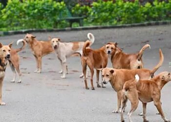 ಹಾಸನ: ಸಮೀಕ್ಷೆ ಮಾಡಲು ಬಂದ ಶಿಕ್ಷಕಿ ಮೇಲೆ 10ಕ್ಕೂ ಹೆಚ್ಚು ನಾಯಿಗಳು ದಾಳಿ