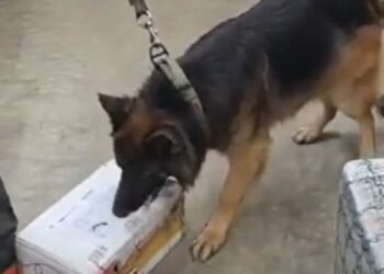 ನಾಲ್ಕೇ ನಿಮಿಷದಲ್ಲಿ 24 ಕೋಟಿ ರೂ. ಮೌಲ್ಯದ ಡ್ರಗ್ಸ್ ಪತ್ತೆ ಮಾಡಿದ ಶ್ವಾನ ದಳ