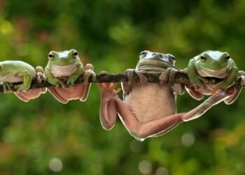 ಬೆನ್ನು ನೋವಿಗೆ ಔಷಧಿಯೆಂದು 8 ಜೀವಂತ ಕಪ್ಪೆಗಳನ್ನು ನುಂಗಿದ ಮಹಿಳೆ – ಮುಂದೇನಾಯ್ತು?