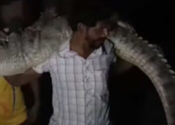 8೦ ಕೆಜಿ ತೂಕದ ಮೊಸಳೆಯನ್ನು ಹೆಗಲ ಮೇಲೆ ಹೊತ್ತು ಸಾಗಿದ ಭೂಪ | ವಿಡಿಯೋ ವೈರಲ್‌