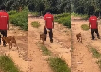 ತಾನು ಕುಡಿದು ನಾಯಿಗೂ ಎಣ್ಣೆ ಕುಡಿಸಿ ತೂರಾಡುತ್ತಾ ಹೋದ ಭೂಪ ; ವಿಡಿಯೋ ವೈರಲ್‌!