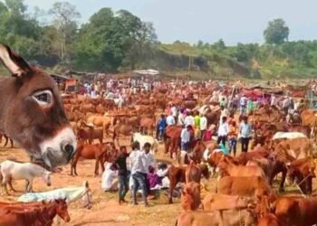 ಇಲ್ಲಿ ‘ಸಲ್ಮಾನ್’ಗೆ 1.85 ಲಕ್ಷ ರೂ, ‘ಶಾರುಖ್’ಗೆ 1.25 ಲಕ್ಷ ರೂ – ಐತಿಹಾಸಿಕ ಕತ್ತೆ ಜಾತ್ರೆಗೆ ತಾರಾ ಮೆರುಗು!