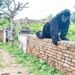 ಬೆಳೆಗಳಿಗೆ ಮಂಗಗಳ ಕಾಟ; ಕೋತಿಗಳನ್ನು ಎದುರಿಸಲು ಚಿಂಪಾಂಜಿಯಾದ ವ್ಯಕ್ತಿ