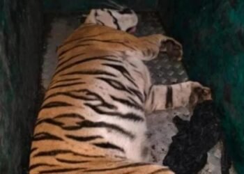 ಮೈಸೂರು | ರೈತನ ಬಲಿ ಪಡೆದ ಹುಲಿಯನ್ನು ಸೆರೆ ಹಿಡಿದ ಅರಣ್ಯ ಇಲಾಖೆ