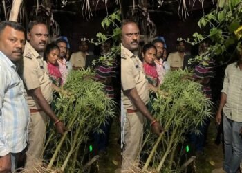 ಮಂಡ್ಯ | ಮನೆಯ ಮುಂದೆ ಗಾಂಜಾ‌ ಗಿಡ ಬೆಳೆದಿದ್ದ ವ್ಯಕ್ತಿ ಬಂಧನ!