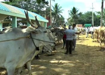 ಹಾವೇರಿಯಲ್ಲಿ ಬಾರದ ಬೆಳೆ; ಎತ್ತುಗಳ ಮಾರಾಟಕ್ಕೆ ಮುಂದಾದ ರೈತ
