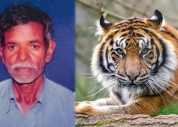 ಮೈಸೂರಿನಲ್ಲಿ ಹುಲಿ ದಾಳಿಗೆ ಮತ್ತೋರ್ವ ಬಲಿ!