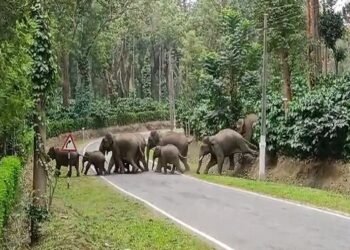 ಶೃಂಗೇರಿ| ಕಾಡಾನೆ ದಾಳಿಗೆ ಇಬ್ಬರು ರೈತರು ಬಲಿ