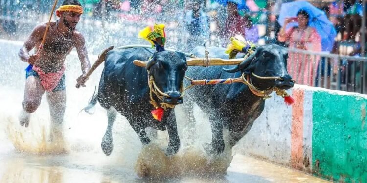ಕರಾವಳಿ ಕಂಬಳಕ್ಕೆ ಸರ್ಕಾರದ ಅಧೀಕೃತ ಮಾನ್ಯತೆ !