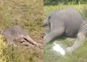 ವಿದ್ಯುತ್ ತಂತಿ ಸ್ಪರ್ಶಿಸಿ ಎರಡು ಕಾಡಾನೆಗಳ ದಾರುಣ ಸಾವು