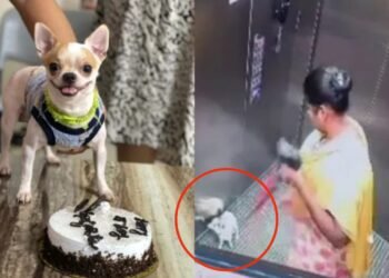 ಬೆಂಗಳೂರಿನಲ್ಲಿ ಅಮಾನವೀಯ ಕೃತ್ಯ | ನೆಲಕ್ಕೆ ಬಡಿದು ನಾಯಿ ಮರಿಯನ್ನೇ ಕೊಂದ ಮನೆಕೆಲಸದಾಕೆ!