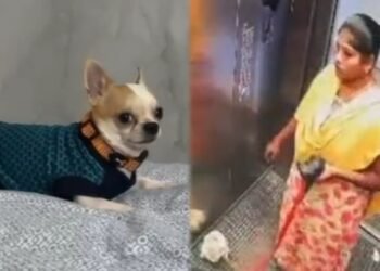 ಅಮಾನವೀಯ ಕೃತ್ಯ |  ನಾಯಿಮರಿಯನ್ನು ನೆಲಕ್ಕೆ ಬಡಿದು ಭೀಕರವಾಗಿ ಹತ್ಯೆ ಗೈದ ಮಹಿಳೆ