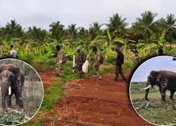 ಹುಲಿ ಸೆರೆಗೆ ಅಖಾಡಕ್ಕಿಳಿದ ಸಾಕಾನೆಗಳು | ಮುನ್ನೆಚ್ಚರಿಕೆಯಾಗಿ ಗ್ರಾಮಗಳಲ್ಲಿ 144 ಸೆಕ್ಷನ್ ಜಾರಿ