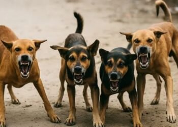 ಬಸ್ ನಿಲ್ದಾಣ, ರೈಲ್ವೆ ನಿಲ್ದಾಣಗಳಿಂದ ಬೀದಿ ನಾಯಿಗಳನ್ನು ತೆರವುಗೊಳಿಸಿ : ಸುಪ್ರೀಂ ಕೋರ್ಟ್ ಮಹತ್ವದ ಆದೇಶ