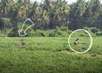 ಹಾರೋಬೆಲೆ ಡ್ಯಾಮ್ ಹಿನ್ನೀರಿನಲ್ಲಿ ಮುಳುಗಿ ಎರಡು ಕಾಡಾನೆ ಸಾವು