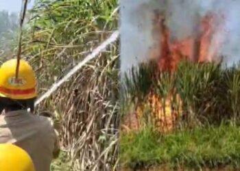 ಬೆಳಗಾವಿ | ಕಬ್ಬಿನ ಗದ್ದೆಗೆ ಬೆಂಕಿ ; ಕಂಗಾಲಾದ ರೈತರು