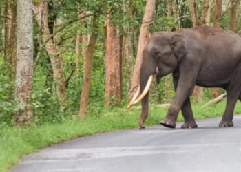 ಕೊಡಗಿನಲ್ಲಿ ಆನೆ ದಾಳಿಗೆ ಕಾರ್ಮಿಕ ಬಲಿ