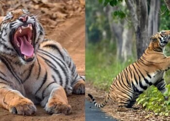 ಮೈಸೂರು | ಕಳೆದ 26 ದಿನಗಳಲ್ಲಿ 5 ಮರಿಗಳ ಸಹಿತ 10 ಹುಲಿಗಳ ಸೆರೆ