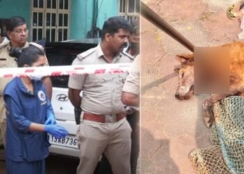 ಮಂಗಳೂರಿನಲ್ಲಿ ಬೀದಿ ನಾಯಿ ದಾಳಿಗೆ ವೃದ್ಧ ಬಲಿ ; ಕಣ್ಣುಗುಡ್ಡೆಯನ್ನು ಕಿತ್ತು ಹಾಕಿದ ಡೆಡ್ಲಿ ಡಾಗ್