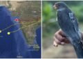 ದಿನಕ್ಕೆ 1,000 ಕಿ.ಮೀ. ಹಾರಾಟ : ವಿಜ್ಞಾನಿಗಳನ್ನು ಬೆರಗುಗೊಳಿಸಿದ ಪುಟಾಣಿ ಭಾರತೀಯ ಫಾಲ್ಕನ್!