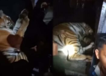 ಮೈಸೂರಿನಲ್ಲಿ ನರಭಕ್ಷಕನ ಸೆರೆ | ಹುಲಿ ಜೊತೆ ಎರಡು ಮರಿಗಳನ್ನು ವಶ ಪಡೆದ ಅರಣ್ಯ ಸಿಬ್ಬಂದಿಗಳು