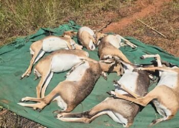 31 ಕೃಷ್ಣ ಮೃಗಗಳ ಸಾವಿಗೆ ಎಚ್​ಎಸ್ ಬ್ಯಾಕ್ಟೀರಿಯಾ ಕಾರಣ? ಮರಣೋತ್ತರ ಪರೀಕ್ಷೆ ವರದಿ