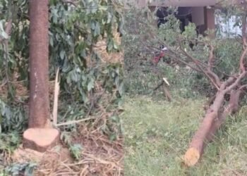 ಸರ್ಕಾರಿ ಕಚೇರಿ ಮುಂದೆಯೇ ಕಳ್ಳರ ಕೈಚಳಕ |  ರಾಜರೋಷವಾಗಿ ಗಂಧದ ಮರಗಳನ್ನು ಹೊತ್ತೊಯ್ದ ಖದೀಮರು