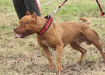 ಆಟವಾಡುತ್ತಿದ್ದ ಬಾಲಕನ ಮೇಲೆ ಪಿಟ್ ಬುಲ್ ಡಾಗ್‌ ಅಟ್ಯಾಕ್‌! ವಿಡಿಯೋ ವೈರಲ್‌