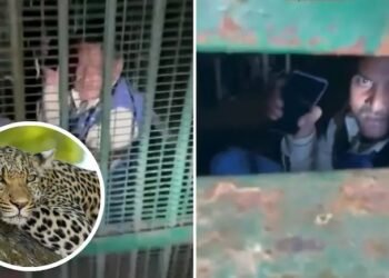 ಚಿರತೆಗೆಂದು ಹಾಕಿದ ಬೋನಿನಲ್ಲಿ ಲಾಕ್ ಆದ ಕುಡುಕ! : ಉತ್ತರ ಪ್ರದೇಶದಲ್ಲಿ ವಿಚಿತ್ರ ಘಟನೆ