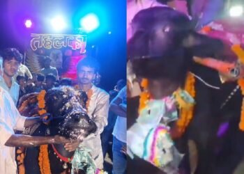 ಎಮ್ಮೆಗೂ ಬರ್ತ್ಡೇ ಸೆಲೆಬ್ರೇಷನ್.. ಬರೋಬ್ಬರಿ 2 ಲಕ್ಷ ಖರ್ಚು ಮಾಡಿದ ಮಾಲೀಕ