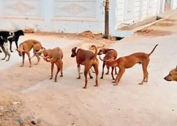 ಬೀದಿ ನಾಯಿ ದಾಳಿಯಿಂದ ಮೃತಪಟ್ಟರೆ 5 ಲಕ್ಷ  ಪರಿಹಾರ | ರಾಜ್ಯ ಸರ್ಕಾರದಿಂದ ಘೋಷಣೆ