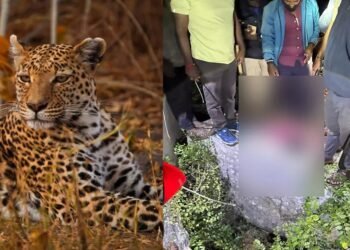 ಪೋಷಕರ ಎದುರೇ ಮಗುವನ್ನು ಹೊತ್ತೊಯ್ದ ಚಿರತೆ | ಕಾಡಂಚಲ್ಲಿ ಮೃತದೇಹ ಪತ್ತೆ